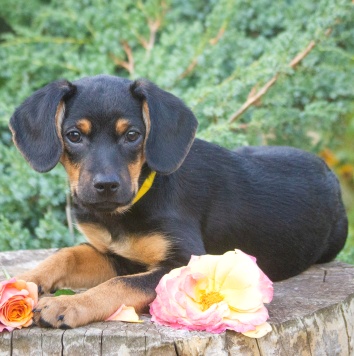 Собаки в добрые руки - Джулия - 1