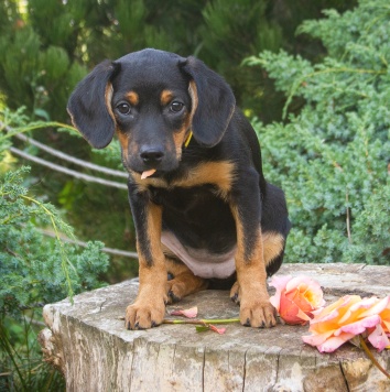 Собаки в добрые руки - Джулия - 3