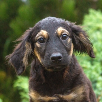 Собаки в добрые руки - Аза