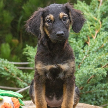 Собаки в добрые руки - Аза - 1