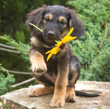 Собаки в добрые руки - Аза - 3