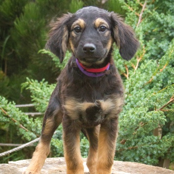 Собаки в добрые руки - Аза - 4