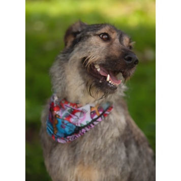 Собаки в добрые руки - Эллочка