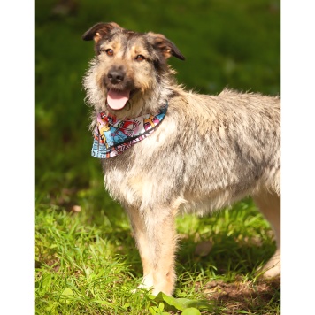 Собаки в добрые руки - Эллочка - 1