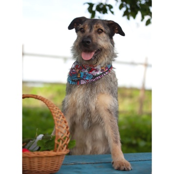 Собаки в добрые руки - Эллочка - 2