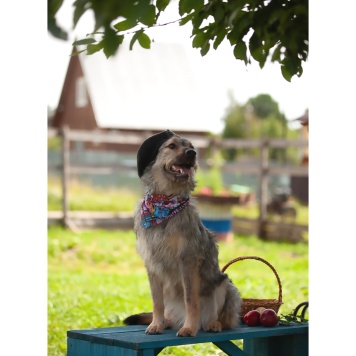 Собаки в добрые руки - Эллочка - 3