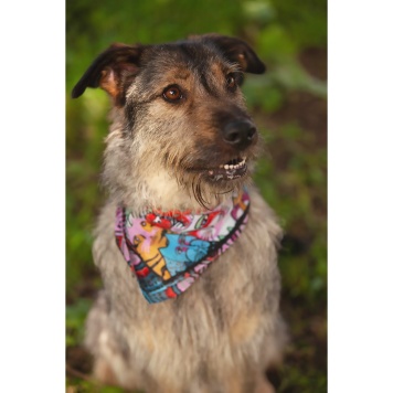 Собаки в добрые руки - Эллочка - 4