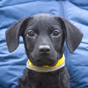 Собаки в добрые руки - Мила