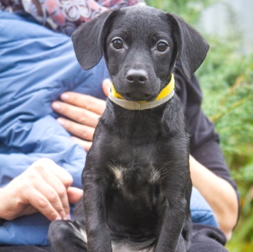 Собаки в добрые руки - Мила - 1