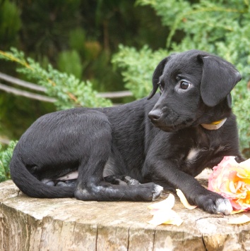 Собаки в добрые руки - Мила - 2