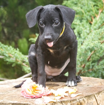 Собаки в добрые руки - Мила - 3