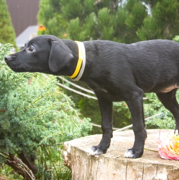 Собаки в добрые руки - Мила - 4