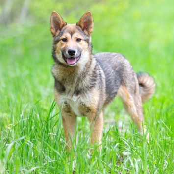 Собаки в добрые руки - Бублик