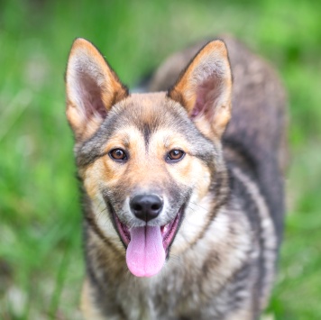 Собаки в добрые руки - Бублик - 1