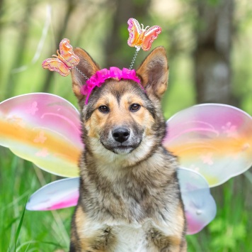 Собаки в добрые руки - Бублик - 2