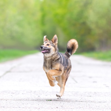 Собаки в добрые руки - Бублик - 3