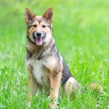 Собаки в добрые руки - Бублик - 4