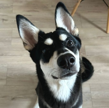 Собаки в добрые руки - Нора