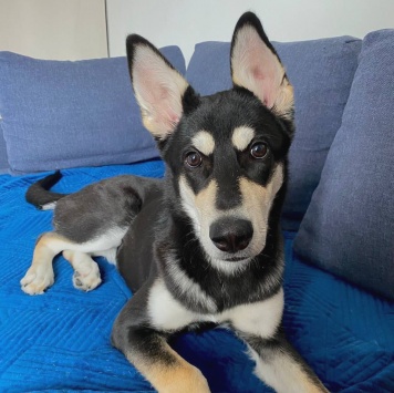 Собаки в добрые руки - Нора - 1