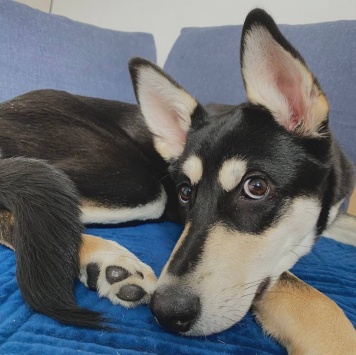 Собаки в добрые руки - Нора - 2