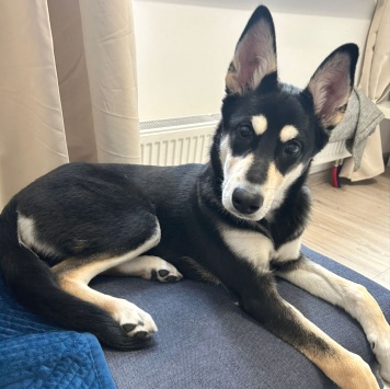 Собаки в добрые руки - Нора - 3