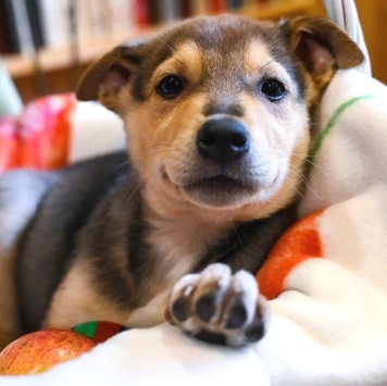 Собаки в добрые руки - Джули