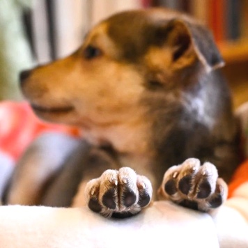 Собаки в добрые руки - Джули - 1