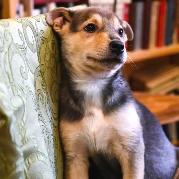 Собаки в добрые руки - Джули - 2