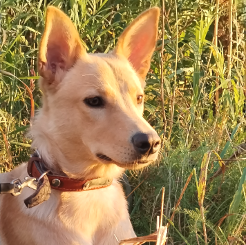 Собаки в добрые руки - Умка