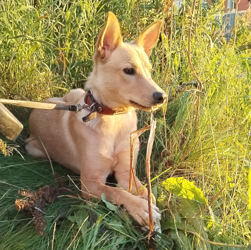 Собаки в добрые руки - Умка - 1