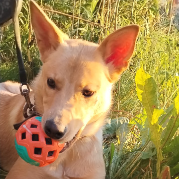 Собаки в добрые руки - Умка - 3