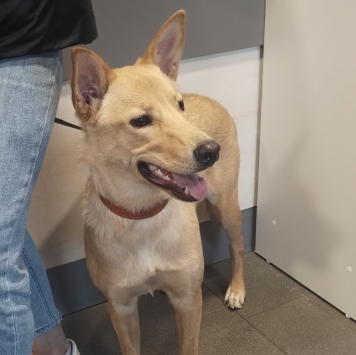 Собаки в добрые руки - Умка - 4