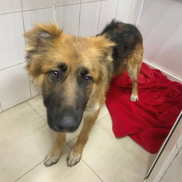 Собаки в добрые руки - Малыш - 1