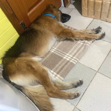 Собаки в добрые руки - Малыш - 2