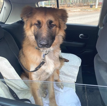 Малыш - Найденные собаки