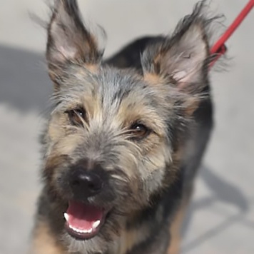 Собаки в добрые руки - Ванятка