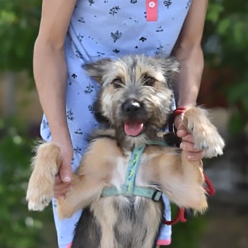 Собаки в добрые руки - Ванятка - 1