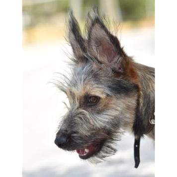 Собаки в добрые руки - Ванятка - 2