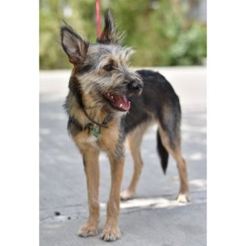 Собаки в добрые руки - Ванятка - 3