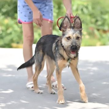 Собаки в добрые руки - Ванятка - 4