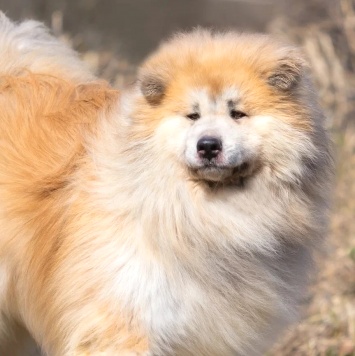 Собаки в добрые руки - Гинтоки