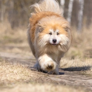 Собаки в добрые руки - Гинтоки - 2