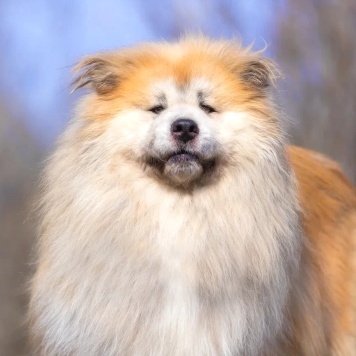 Собаки в добрые руки - Гинтоки - 4