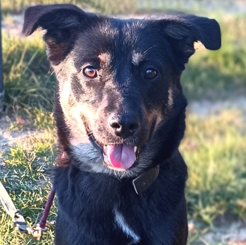 Собаки в добрые руки - Агата