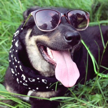 Собаки в добрые руки - Агата - 1