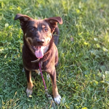 Собаки в добрые руки - Агата - 2