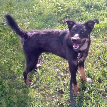 Собаки в добрые руки - Агата - 3