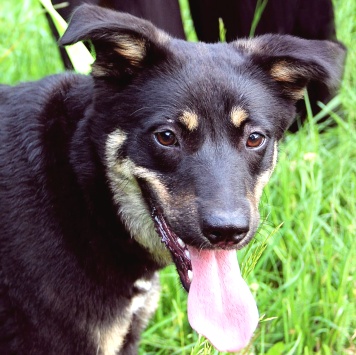 Собаки в добрые руки - Агата - 4
