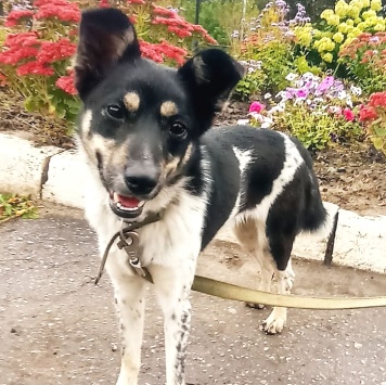 Собаки в добрые руки - Соня