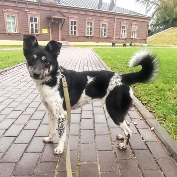 Собаки в добрые руки - Соня - 1